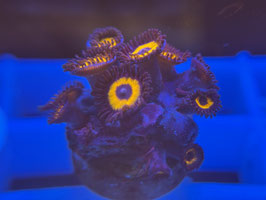 KORALLE 75 - JOHNNY PUMPKIN SEEDS