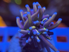 KORALLE 10 - TIGER TORCH - FREI ZUM KAUF