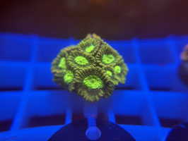 KORALLE 74 - CITRUS FAVIA - @Bettina-r8r ​​