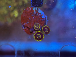 BLUE HORNET ZOANTHUS