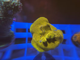 KORALLE 98 - GOLDEN PSAMMOCORA