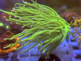 KORALLEN 81 - ULTRA GREEN GLAB.