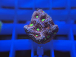 KORALLE 37 - KILL BILL FAVIA