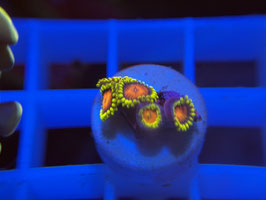 KORALLE 27 - FIRESPITTER ZOANTHUS