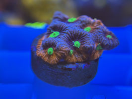 KORALLE 60 - KILL BILL FAVIA -  Marcel Fliegner Mitglied (2 Monate) ​​