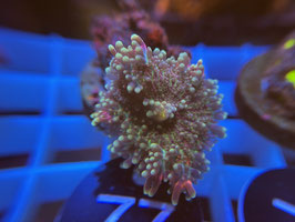 KORALLE 77 - MULTICOLOR RICORDEA YUMA