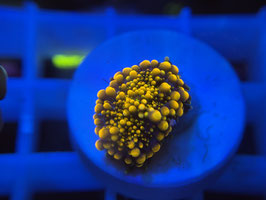 KORALLE 88 - ULTRA ORANGE RICORDEA YUMA - Bastian Kaltofen Mitglied (1 Jahr) ​