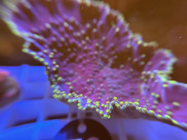 Koralle 53 -  Turbinaria peltata PURPLE/ YELLOW TIPS - FREI ZUM KAUF
