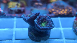 KORALLE 70 - BLUE/ GREEN AUSSIE ACAN