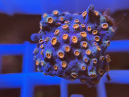 KORALLE 32 - Meteor SHOWER CYPHASTREA - FREI ZUM KAUF