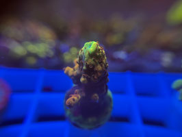 KORALLE 62 - rainbow Acropora - @andreriethmuller7655 ​​