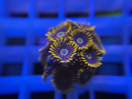 KORALLE 37 - RAINBOW HORNET ZOANTHUS