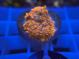 KORALLE 63 - ORANGE DELIGHT RHODACTIS