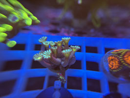 KORALLE 94 - ULTRA GONIOPORA