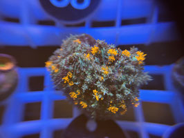 KORALLE 31 - HAIRY BUBBLE BOUNCE MUSHROOM