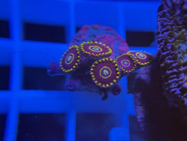 KORALLE 14 - BLUE HORNET ZOANTHUS - @karinkaiser4338 ​​ + TIKI GLITZER STICKER