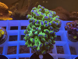 KORALLE 11 - ULTRA GREEN PARAANCORA