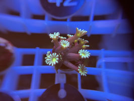 KORALLE 35 - ULTRA ALVEOPORA