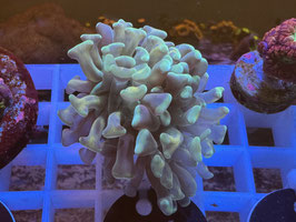 KORALLE 14 - PURPLE STEM GOLD/ TEAL TIP PARAANCORA