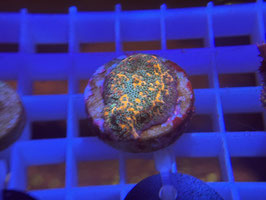 KORALLE 40 - MONTIPORA CHERR TREE