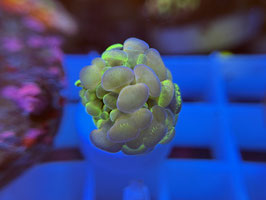 KORALLE 70 - ULTRA GREEN STEM PURPLE/ ORANGE TIPS PARAANCORA - FREI ZUM KAUF