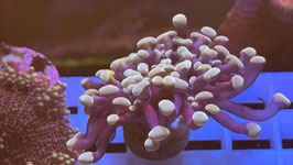 KORALLE 5 - PURPLE STEM / BRONCE PARAANCORA - @sabrinasaen ​  #1 ​