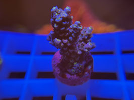 KORALLE 6 - ACROPORA ULTRA TENUIS - FREI ZUM KAUF