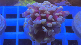 KORALLE 4 - BRONCE/ PINK PARAANCORA - @MarkusHoppe-j6b Mitglied (2 Monate) ​  #3 ​