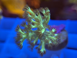 KORALLE 61 - ULTRA FIJI SINULARIA