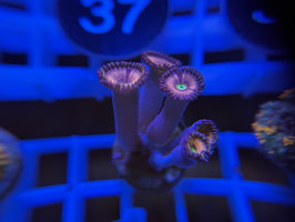 KORALLE 30 - PINK ZOANTHUS