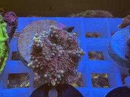 KORALLE 19 - RED PINK RICORDEA YUMA