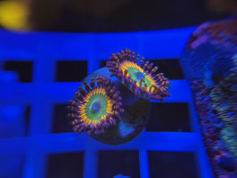 KORALLE 8 - BOWSER ZOANTHUS - FREI ZUM KAUF