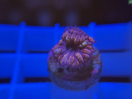 KORALLE 52 - PORNSTAR MERLETTI - FREI ZUM KAUF