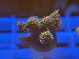 KORALLE 43 - PEACHY ACROPORA MILLEPORA