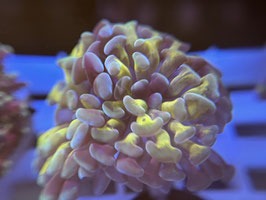 KORALLE 47 - BLACK GOLD STEM PARAANCORA - FREI ZUM KAUF