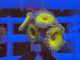 KORALLE 35 - CAPTAIN JERK PALYTHOA