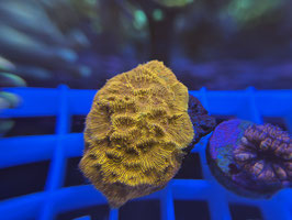 KORALLE 84 -  JACK O LANTERN LEPTOSERIS