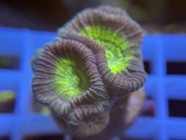 KORALLE 22 - BEAUTY AND THE BEAST GONIOASTREA - @Bettina-r8r ​​