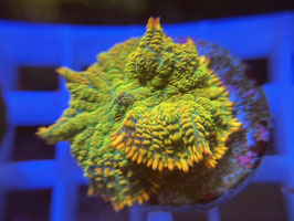 KORALLE 27 - TEQUILA SUNRISE RHODACTIS - Monique