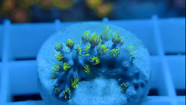KORALLE 47 - Pachyclavularia violacea