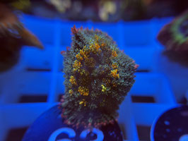 KORALLE 63 - HAIRY RAINBOW RHODACTIS