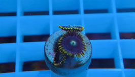 KORALLE 41 - FAKE BLUEBERRY PIE ZOANTHUS