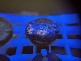 KORALLE 22 - CARNIVAL CHALICE