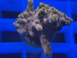 KORALLE 96 - RAINBOW ACROPORA SP.