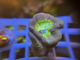 KORALLE 26 - BEAUTY AND THE BEAST FAVIA