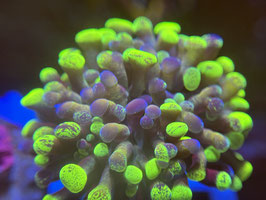 KORALLE 91 - toxic splatter paraancora - FREI ZUM KAUF