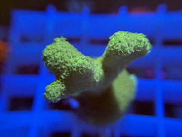 KORALLE 36 - MONTIPORA DIGITATA GREEN