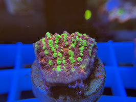 KORALLE 68 - ACID RAIN CHALICE - Maren Schoden ​