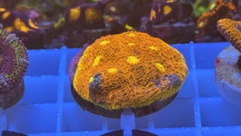 KORALLE 64 - BUGATTI CHALICE - FREI ZUM KAUF