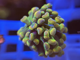 KORALLE 29 - HOLY GRAIL PARAANCORA - Die Scheibengucker 